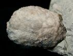 Detailed Cystoid (Holocystites) Fossil - Indiana #17273-2